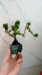 Cây vân sam thái siêu mini có chậu men bát Tràng