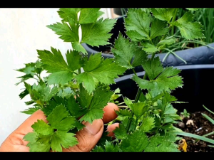 1 Kg Seledri Segar / 500 gram Daun Seledri Hijau