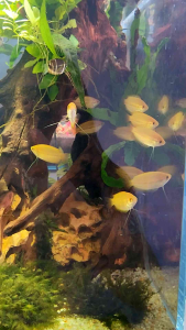Dwarf Golden Honey Gourami Freshwater Fish (Inc. DOA)