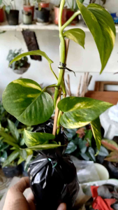 Pothos Golden rooted live plant (in 3.5x3.5x10" polybag)