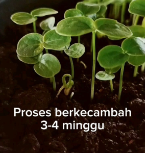 15 Butir Biji/Benih Tanaman Markisa Kuning