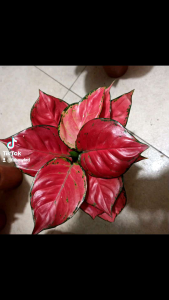 Aglonema Red anjamani Dewasa daun 891011+