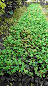 bibit terbesi (t 20 cm) 1 paket isi 5 bibit