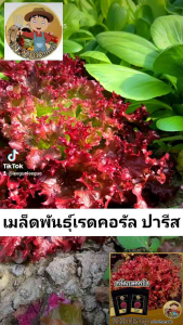 เมล็ดพันธุ์เรดคอรัลสลัด 300 เมล็ดพันธุ์แท้สามารถทำพันธุ์ต่อได้ รสชาติหวานกรอบ ปลูกง่าย