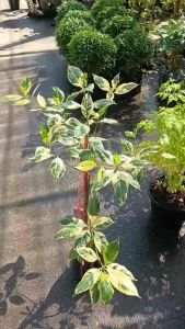 #ต้นกันเกราด่าง #ไม้มงคล #พืชดอกมีกลิ่นหอม ทาบกิ่งแข็งแรง60-80cm++ #ต้นกันเกราด่าง #ไม้มงคล #พืชดอกมีกลิ่นหอม กันเกราด่าง อัตราการเจริญเติบโต: ปานกลาง
ดิน: ดินทุกประเภทที่ชุ่มชื้น
น้ำ: ปานกลาง ทนน้ำท่วมขัง
แสงแดด: 80-100% สำหรับใบด่าง ไม่ควรแดดร้อยใบจะไ