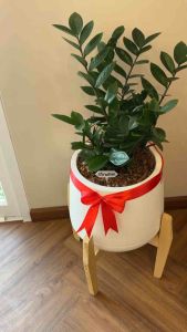 ชุดไม้มงคลกวักมรกตใบกลม พร้อมกระถางเบลล่าขาตั้ง11นิ้ว