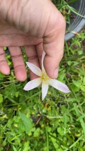 ผ.หัวดอกบัวดิน Grandjack หัวละ 10 บาท