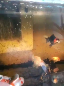 HARU PELET PAKAN MAKANAN IKAN KOKI GOLDFISH RANCHU RYUKIN ORANDA SAPI CALICHO TIGER AQUARIUM IKAN HIAS