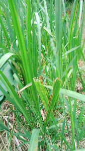 Tehtehan Akar Rumput Ilalang Eurih Herbal Segar Bugar Spesial (Kemasan 200 Gram)
