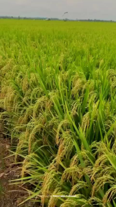 benih padi DENOK SUPER BERKUALITAS UNGGUL KEMASAN 1KG (COD)