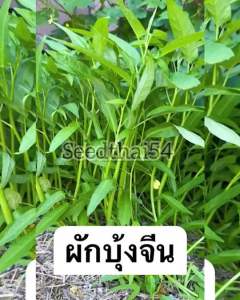 เมล็ดผักบุ้งจีนเรียวไผ่ ต้นอวบทรงสวย บรรจุ100กรัม