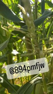 เมล็ดข้าวโพดหวาน ฮันนี่คิงส์ ราชาข้าวโพดหวานบรรจุ 100-150 เมล็ด