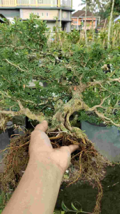 bonsai saingsimbur super micro