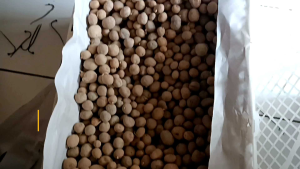 Bibit Kentang Granola GO hasil budidaya Mekartani super kualitas bibit