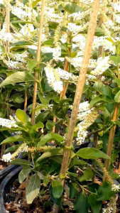 ราชาวดี กระถาง 11 นิ้ว ต้นสวยและแข็งแรง (กทม)