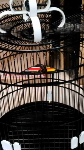 sangkar murai no 1&3 decal setiker tebok ceper bambu