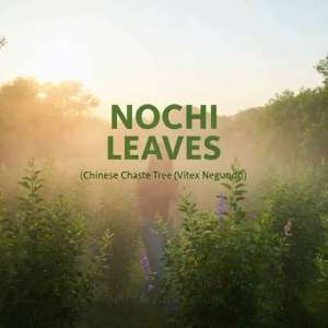 Fresh Nochi Leaves (Vitex Negundo) | Chinese Chaste Tree Leaves | Natural Herbal Leaves Malaysia