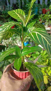 Sanchezia tropical evergreen shrub with large dark green leaves featuring striking yellow veins and bright tubular flowers in polybag.