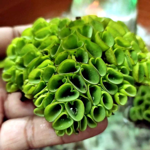 จอกหูหนู จอกรังผึ้ง คัดเกรด ออแกนิคปลอดสารพิษ  สำหรับใส่อ่างเลี้ยงปลา บำบัดน้ำในอ่าง จำนวน 1 กอ แยกออกได้หลายกิ่งก้าน จำนวน 1 กอ น้ำหนัก 25 กรัม ราคา 9 บาท สินค้าคัดเกรดพิเศษ ทางร้านจะคัดกอสวยที่สุดให้ลูกค้า ทางร้านรับประกันความพึงพอใจ ไม่ผิดหวังแน่นอนคับ