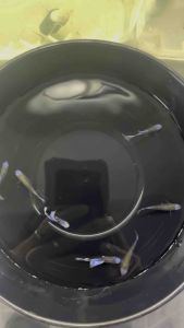 Blue Koi Guppy / 蓝头孔雀鱼