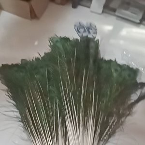 bulu merak replika/panjang 115cm