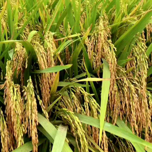 BENIH PADI KEMASAN 1 KG DAN 5KG INHIBRIDA SIMBOK SUPER UNGGUL ORIGINAL GABAH BERKUALITAS HASIL PUAS