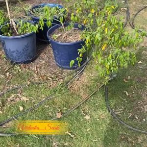 [Virladia Seeds] Biji Benih tanaman Cabe Lemon Drop Pepper