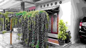 Bibit Tanaman Tirai Lee Kwan Yew: Tanaman Hijau Tirai Menjuntai