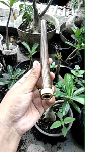 once pipa cangklong kayu kalimosodo model S A662