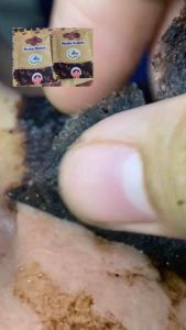 MASKER KOMEDO