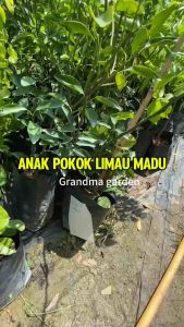 Pokok limau madu^anak pokok buah-buahan live honey lime tree tumbuhan kebun bunga chokun murah (GG real plant)