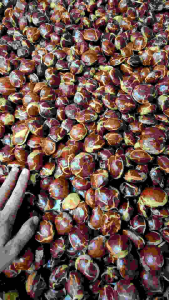 jengkol tua 1 kg murah super