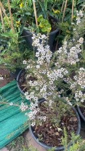 กระถาง15นิ้ว#ต้นมานูก้า เป็นไม้พุ่มอายุยืน ยิ่งใหญ่ยิ่งสวย ชอบแดดจัดๆ ปลูกได้ทุกภาคของประเทศไทย ทนแล้ง ทนร้อน ออกดอกได้ทุกฤดูกาล กระถาง 11 นิ้วราคา 290 บาท ไม่รวมส่ง 👉สนใจทักแชท  #ต้นมานูก้า #ดอกสีขาว #Manuka White Manuka / Leptospermum scoparium กระถาง