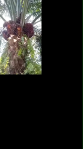 Dasshu Z1000 jepang (beli x3 gratis 1) – Booster Tangguh Sayur & Buah