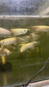 Hiasan Aquarium Arwana Silver Albino