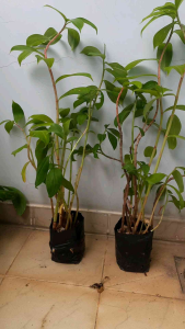 Combo 2 bầu cây cát lồi ( cây mía dò) như hình chụp