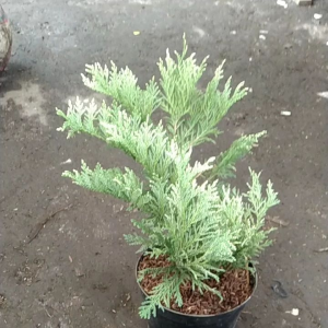 Tanaman Hias Cemara Inoki Putih: Panduan Lengkap