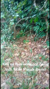Akar Pasak bumi asli 100% / 50gram