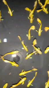 Full Gold Guppy 黄金孔雀鱼