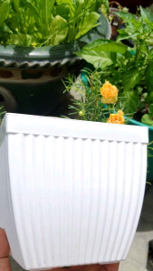 chậu nhựa vuông sọc 14x13x10cm