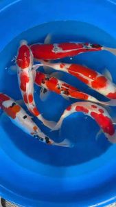 Japan Sanke / Kohaku / Doitsu Sanke 45cm from Marusei Farm - 1500 per koi + shipping 50