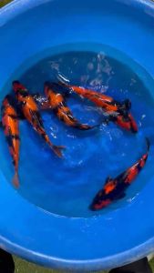 JAPAN HI UTSURI 36-40cm from SHINODA KOI FARM 988 per koi + shipping 50