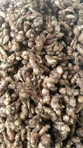 1kg KENCUR/CIKUR SEGAR WANGI ENAK