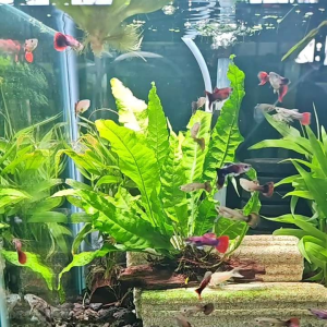 GPS Aquatic Pink Magenta Guppy 1 pair