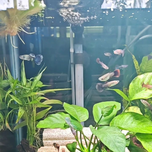 GPS Aquatic Silverado Magenta Guppy 1 pair