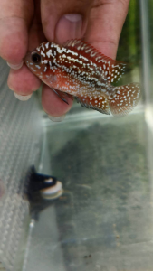 DECEMBER OFFER..NEW 1.5~2INCH Vip F2 SUPER RED KAMFA BIG KOK FLOWER HORN NICE FISH COMING...big boom head..colour red .big tail...LIMITED STOCK.. .ONLY 1 PCS.. SIAPA CEPAT DIA DAPAT..1吋多2吋F2红红金花靓仔寻找主人！头型已开始爆起！颜色红红！珠纹美！尾巴大大片！识货者请快手！只有一只！