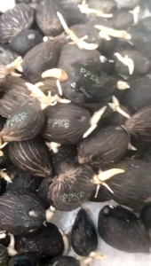 DXP PPKS 239 ISI 250 BUTIR KUALITAS UNGGUL