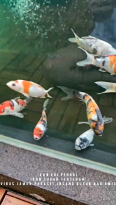 fast recovery 50ml obat karantina ikan koi jamurparasitsisik nanas/kembung perutbadan benjolanborokan luka merah