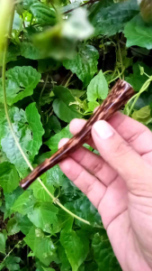 Pipa cangklong kayu liwung macan model segi 8