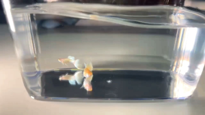 ALBINO PLATINUM WHITE GUPPY PAIR
